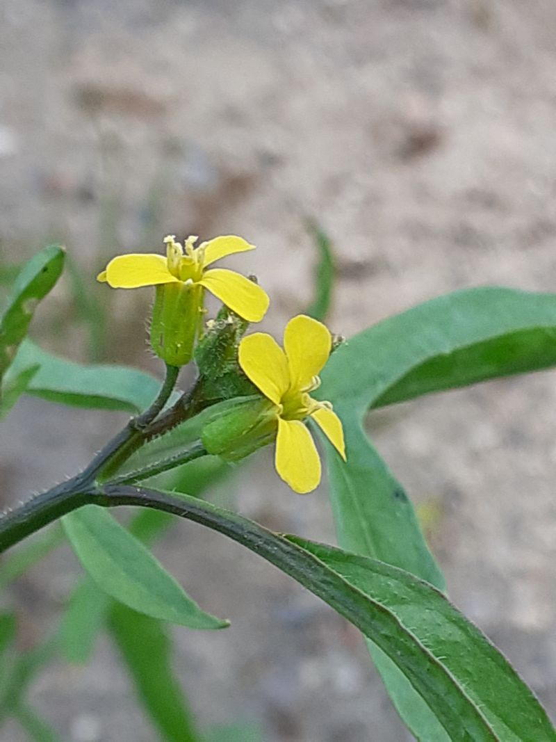 Sisymbrium orientale