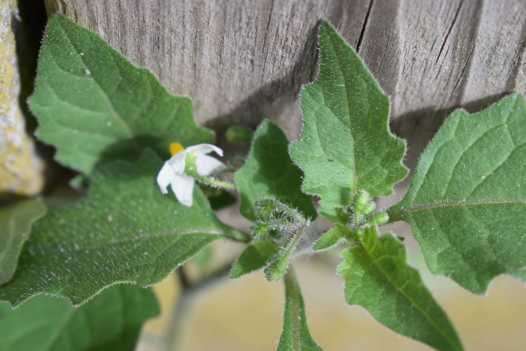 Solanum physalifolium