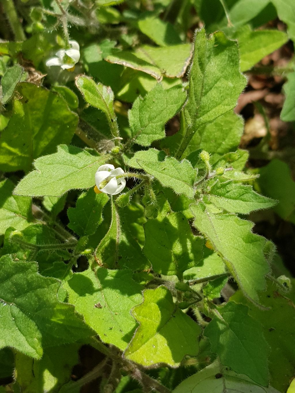 Solanum sarrachoides