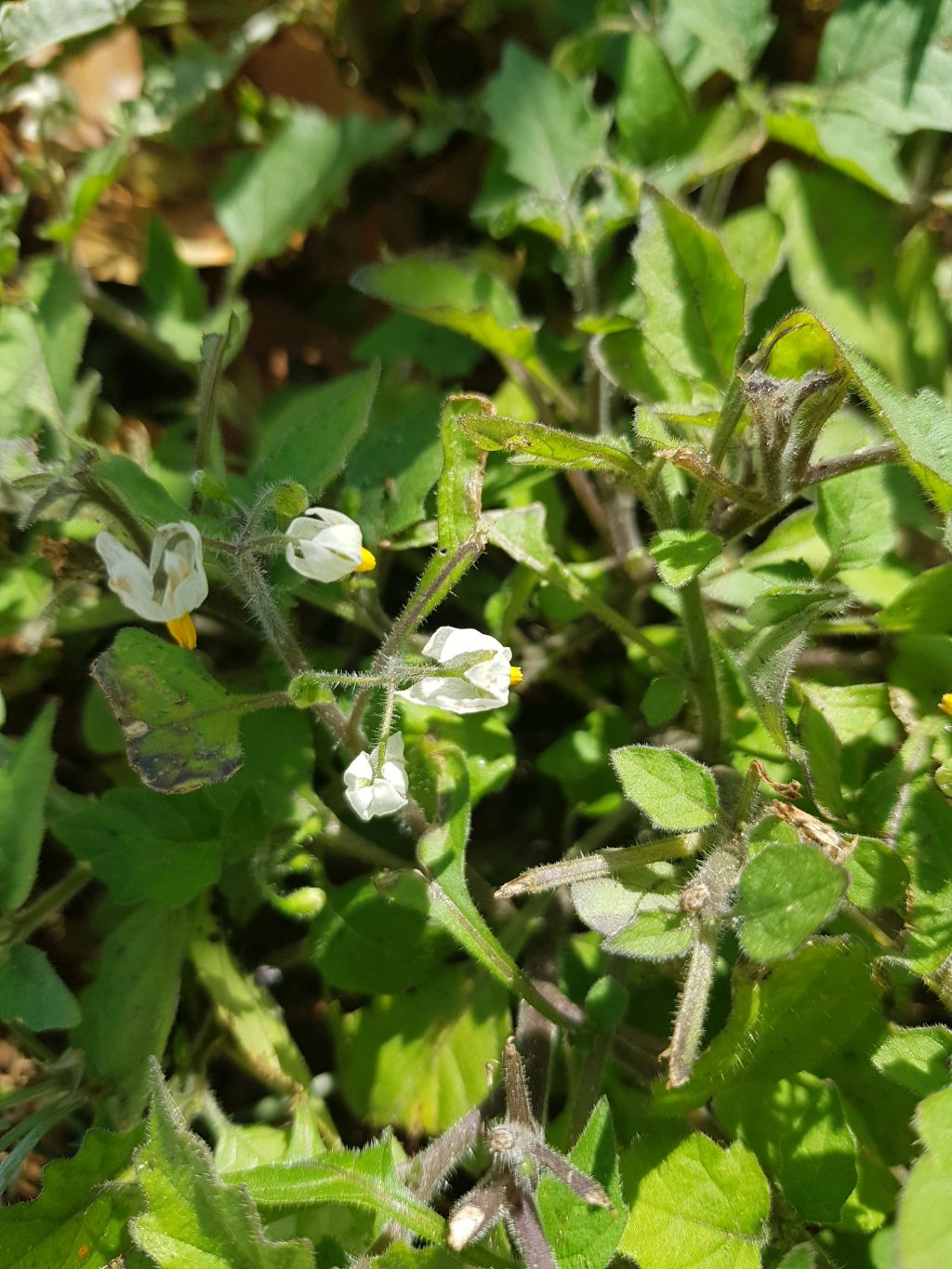 Solanum sarrachoides