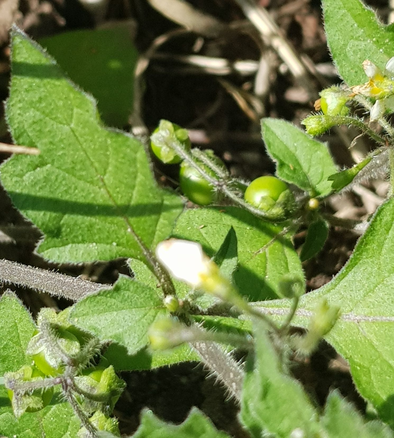 Solanum sarrachoides