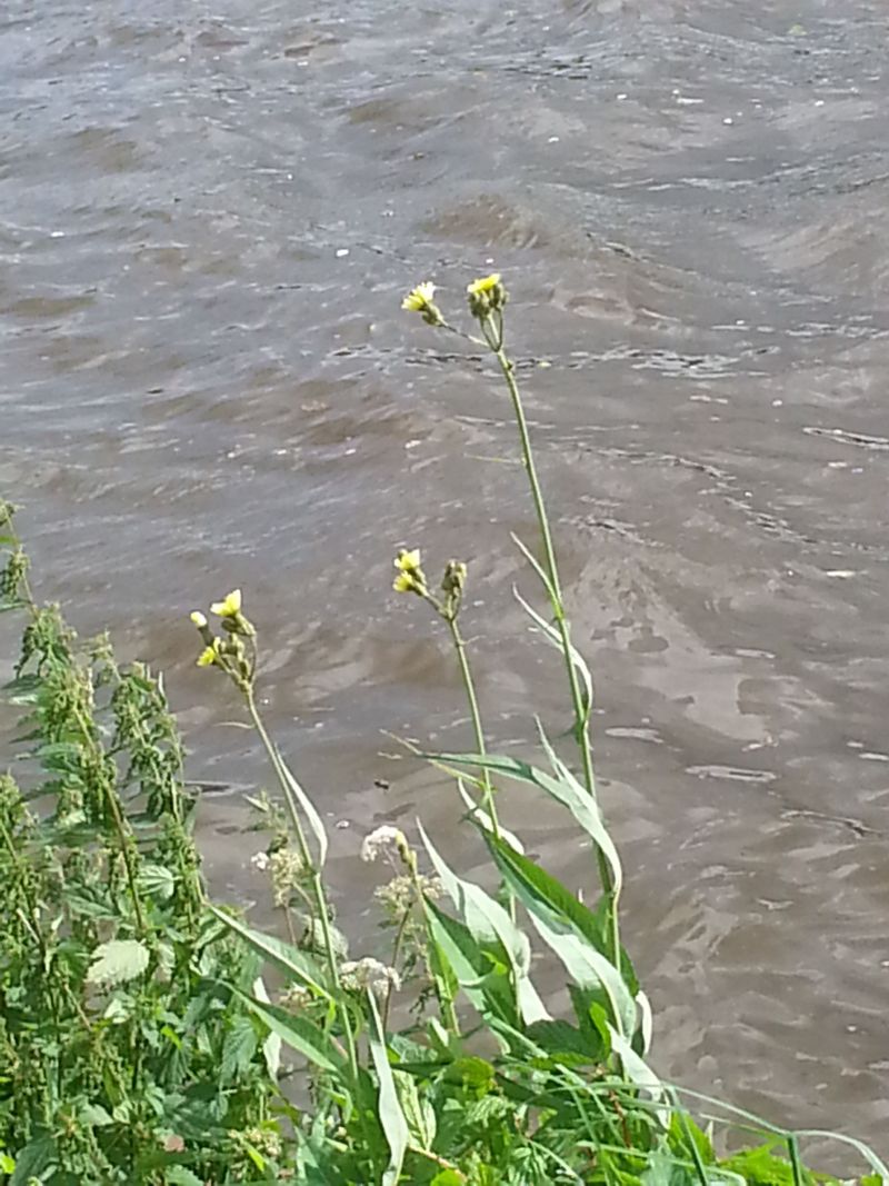 Sonchus palustris