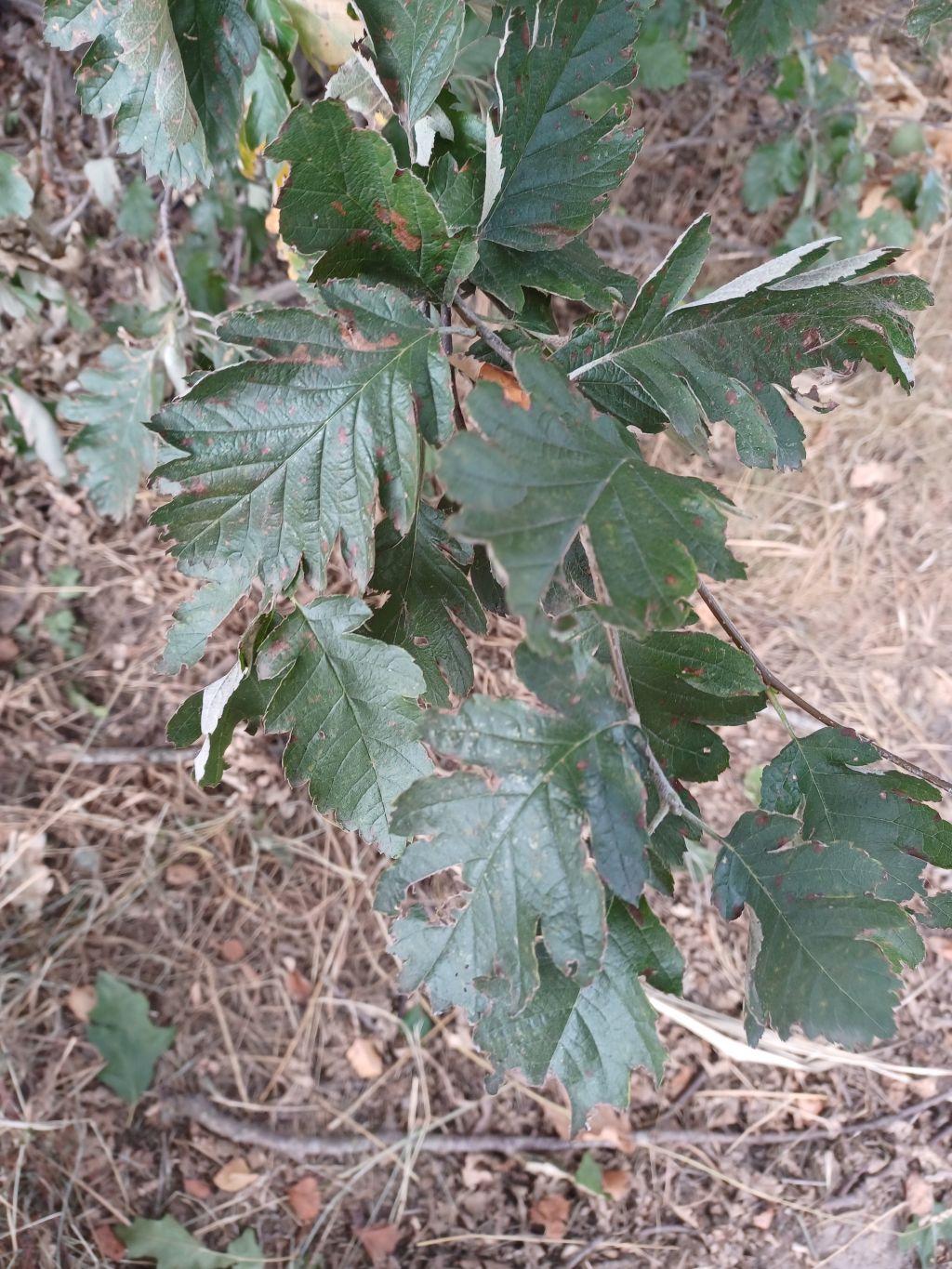 Sorbus intermedia