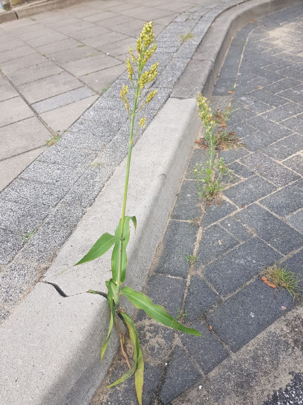 Sorghum bicolor