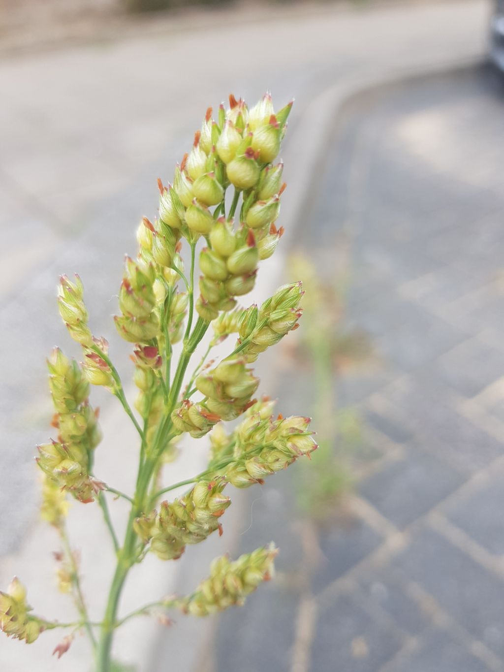 Sorghum bicolor