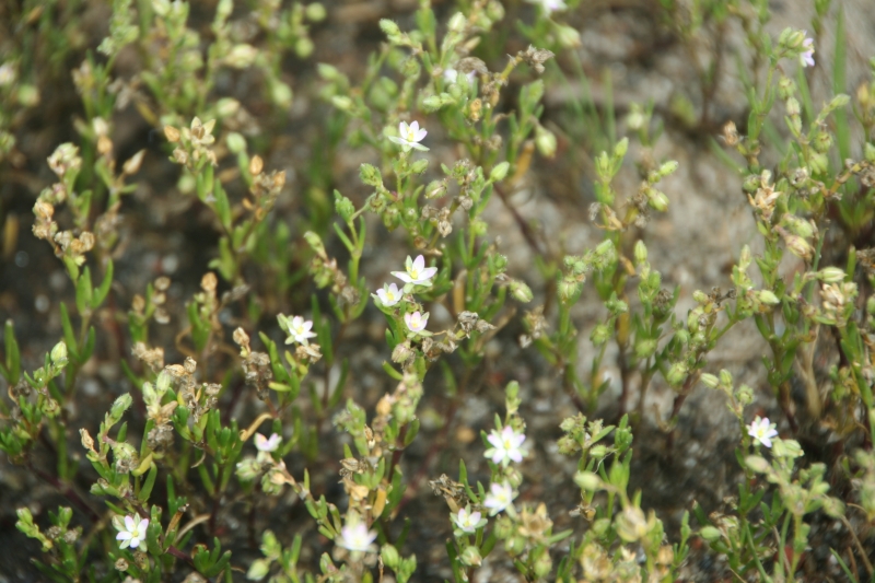 Spergularia salina