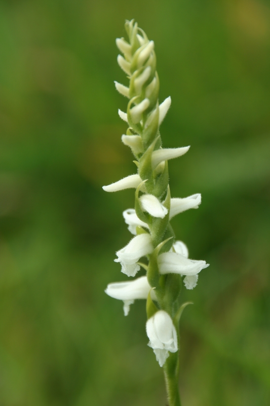 Spiranthes cernua