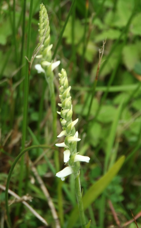 Spiranthes cernua