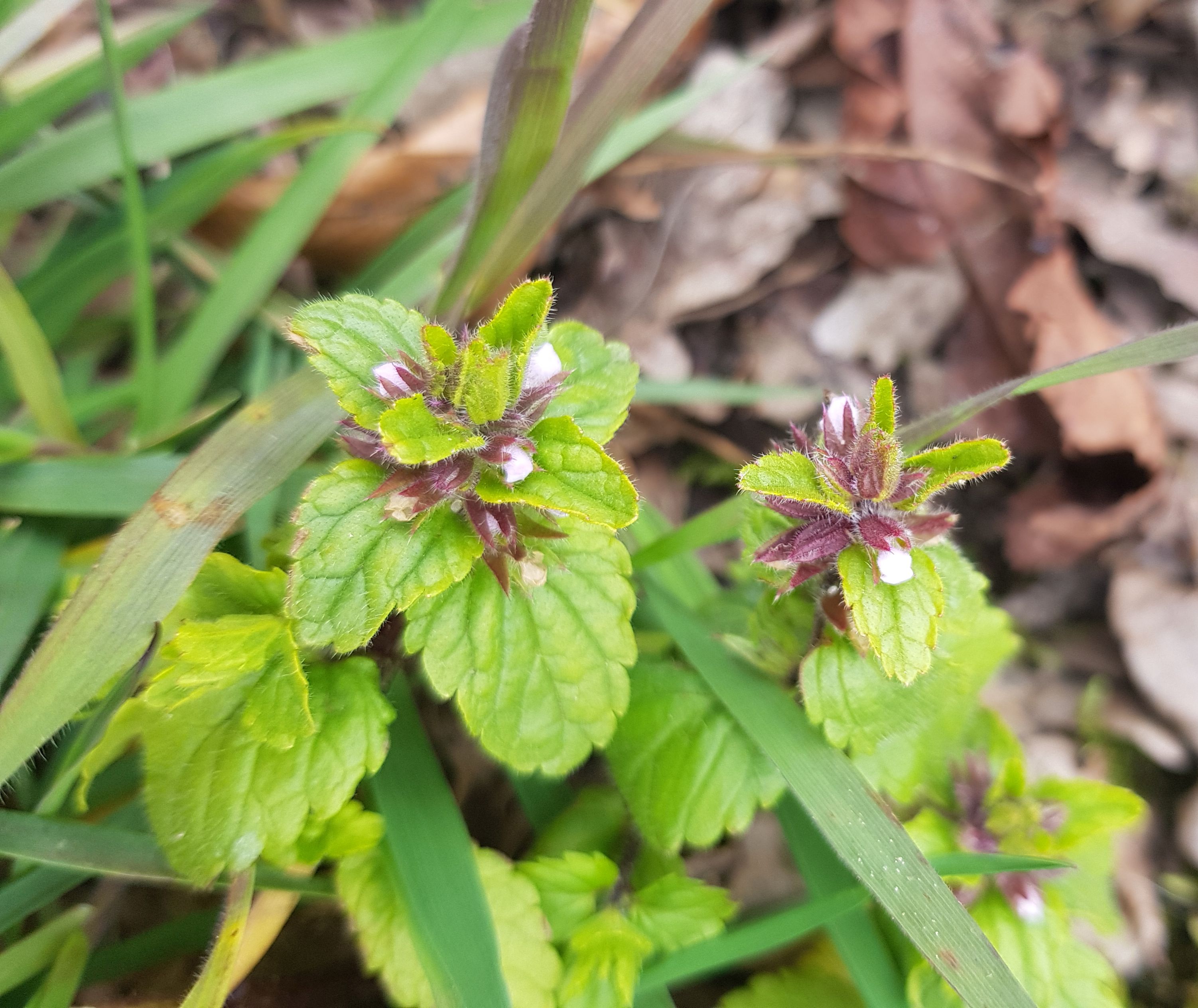 Stachys arvensis