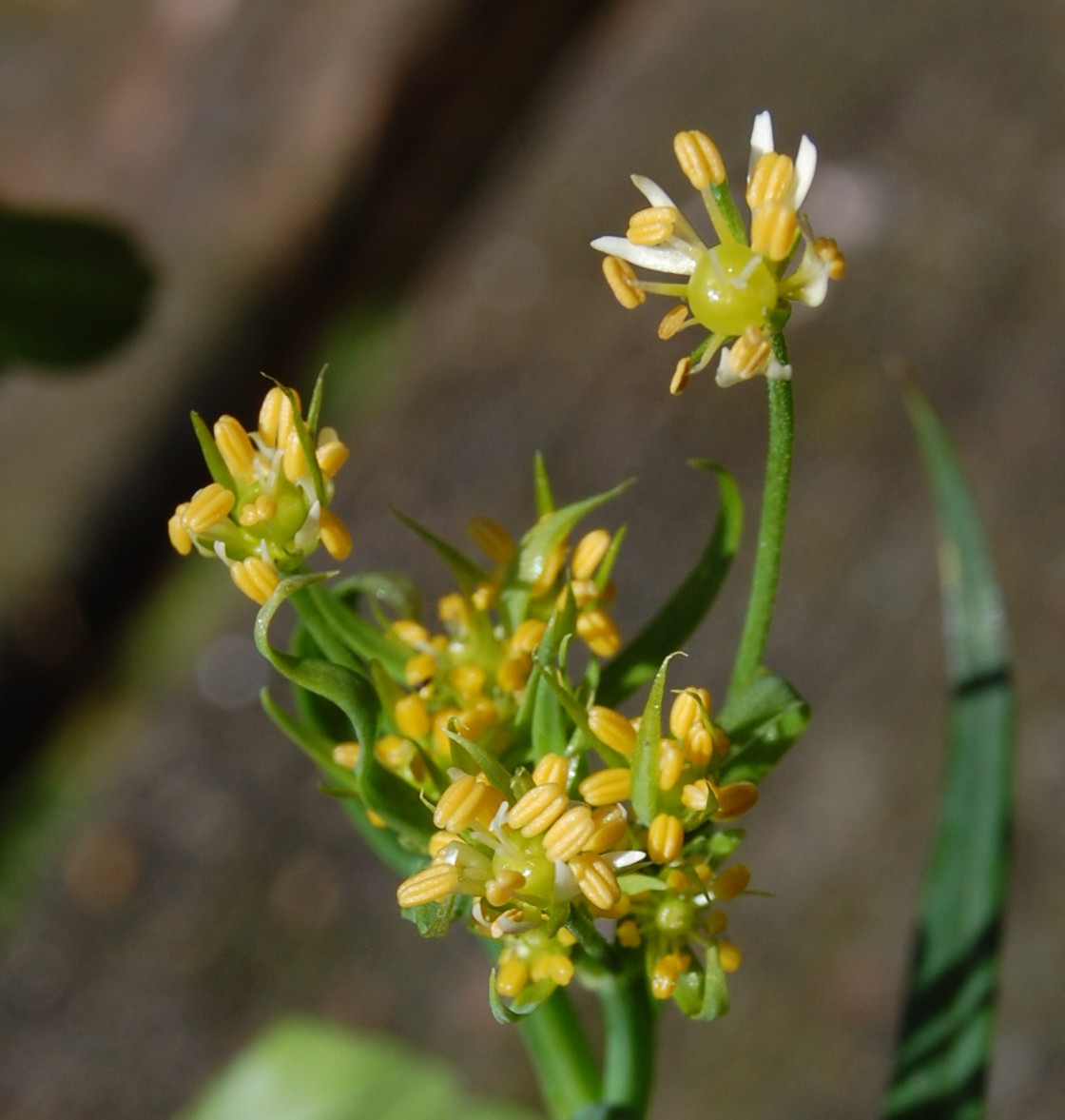 Stellaria holostea