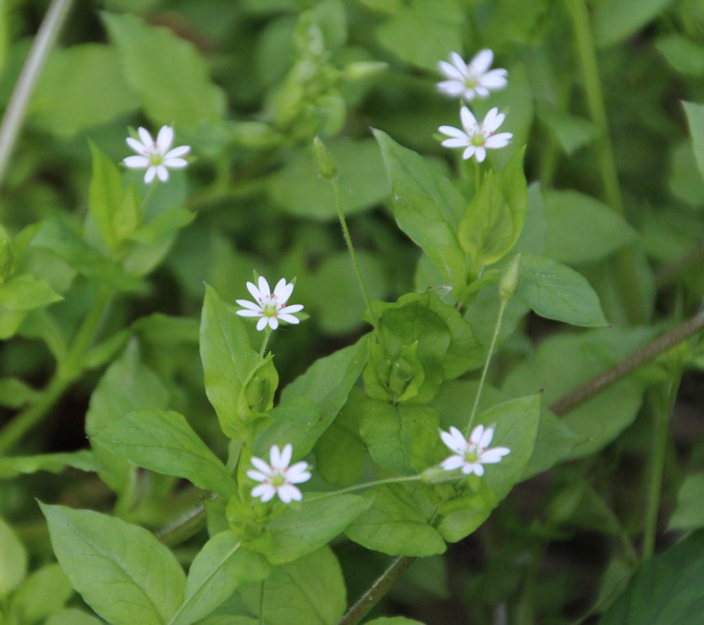 Stellaria neglecta