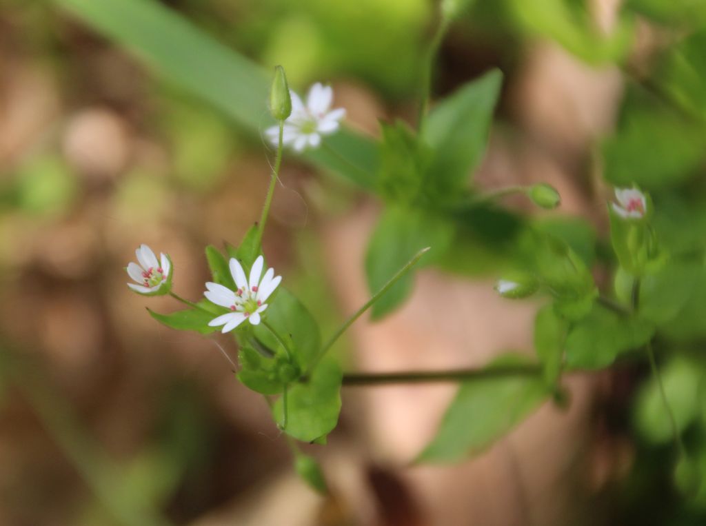 Stellaria neglecta