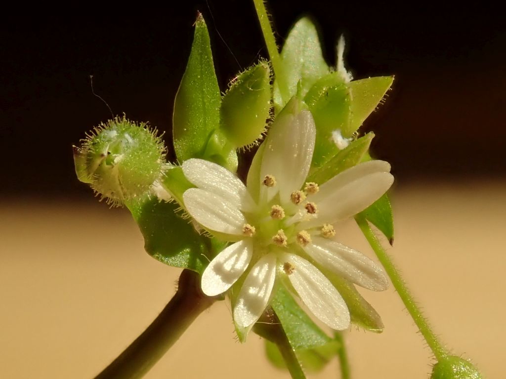 Stellaria neglecta