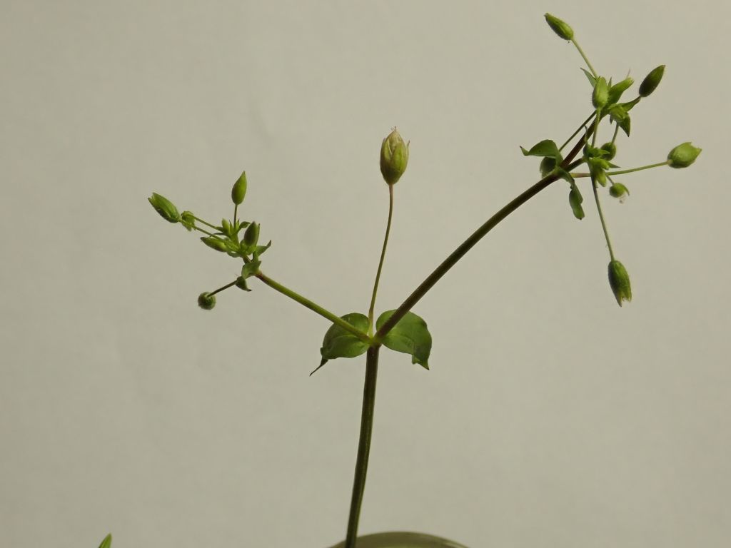 Stellaria neglecta