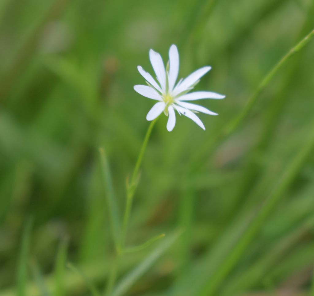 Stellaria palustris