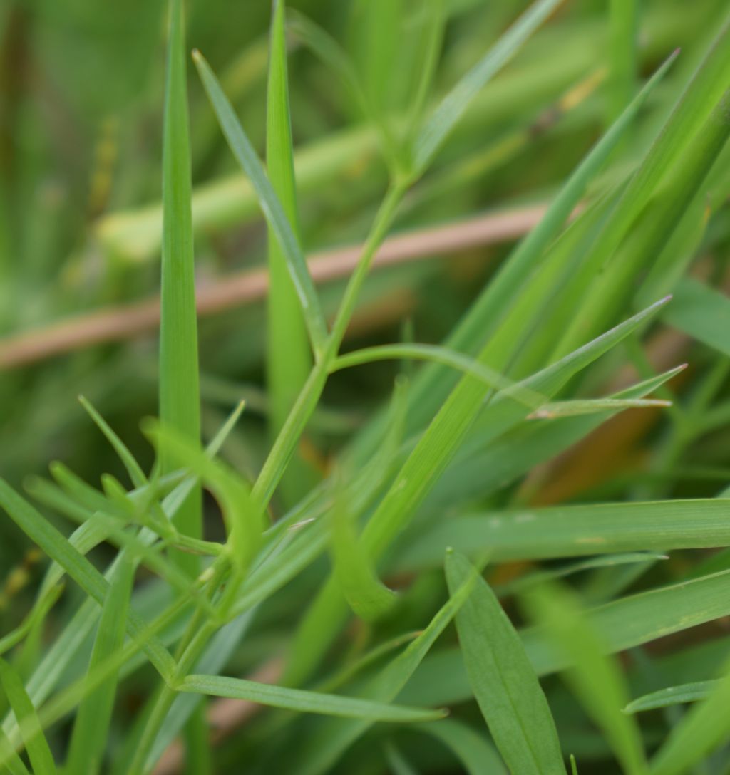 Stellaria palustris