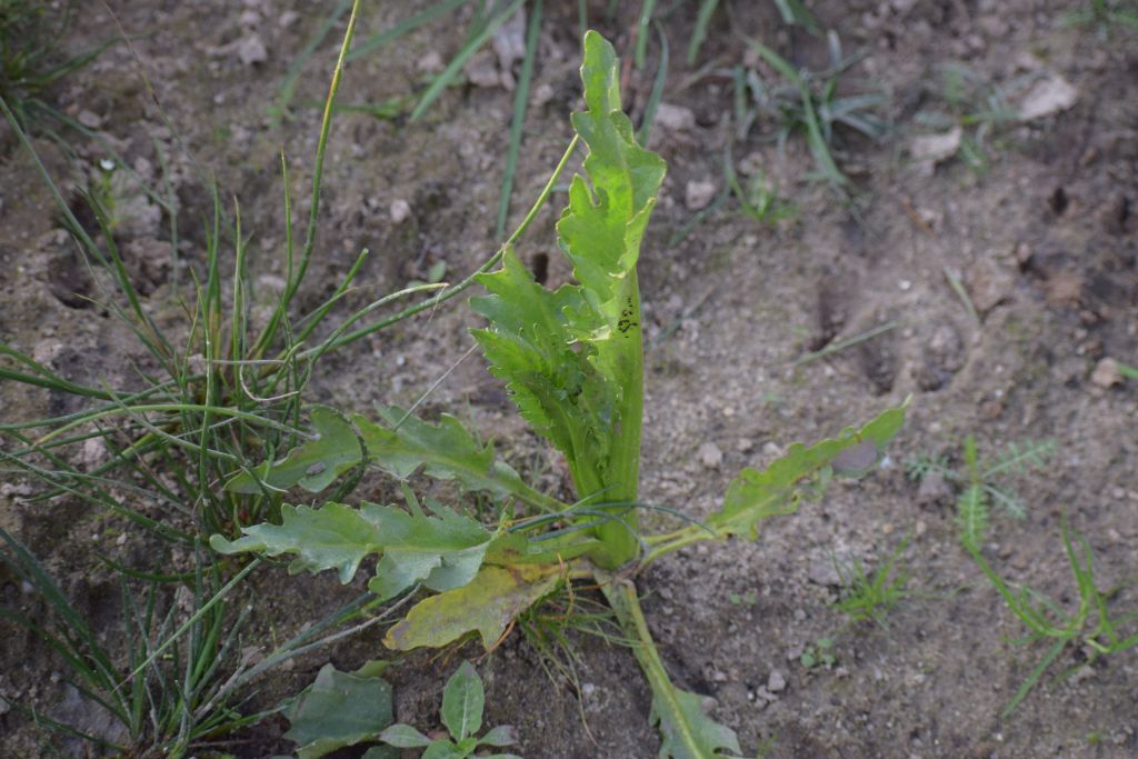 Tephroseris palustris