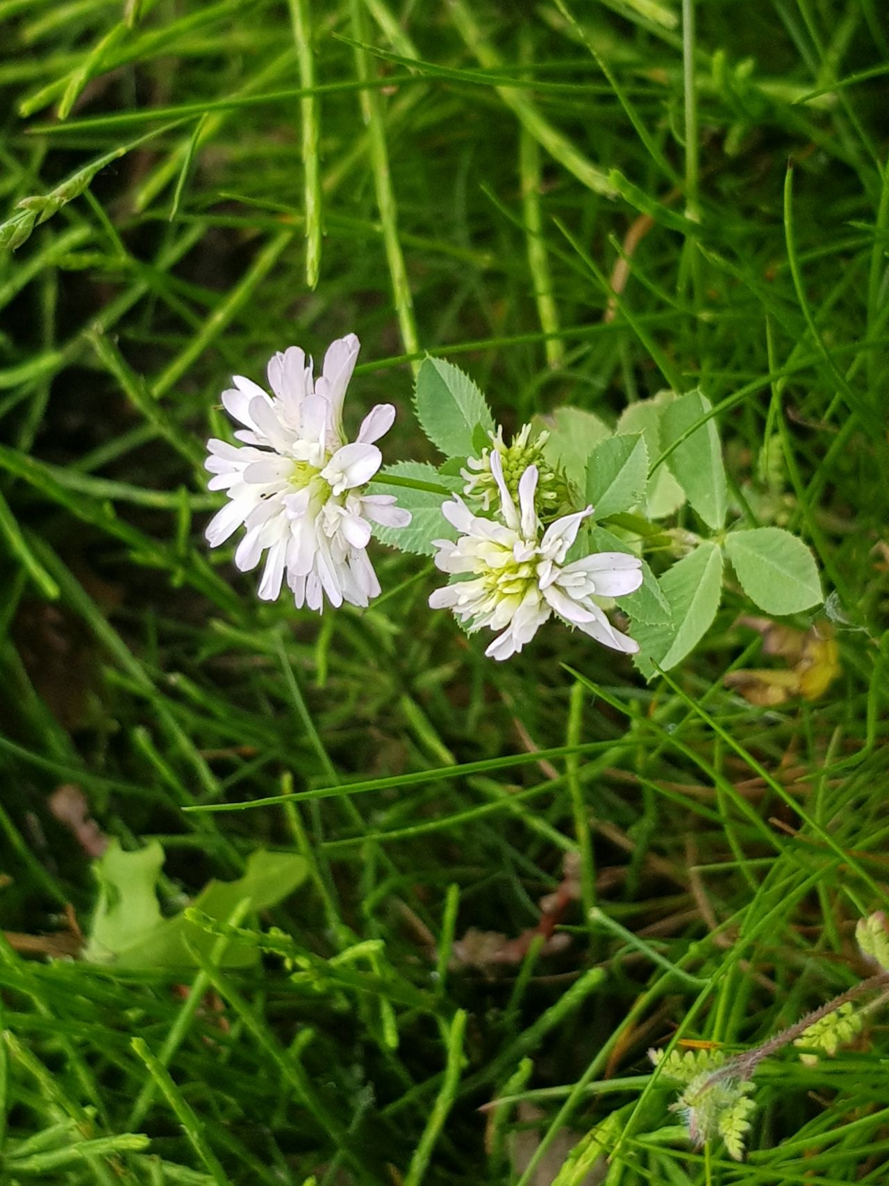 Trifolium resupinatum