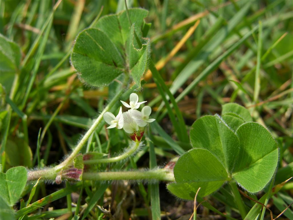 Trifolium subterraneum