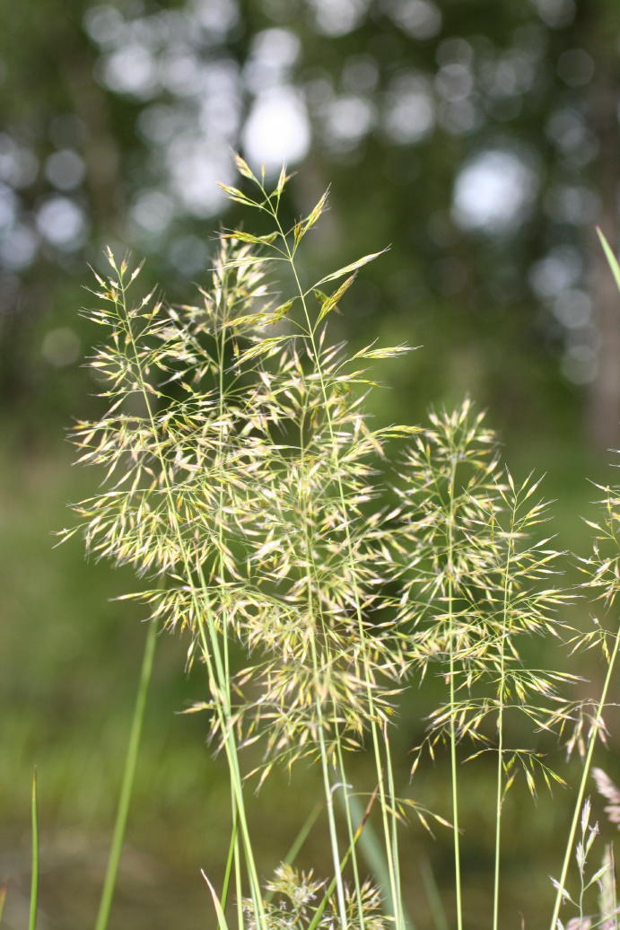 Trisetum flavescens