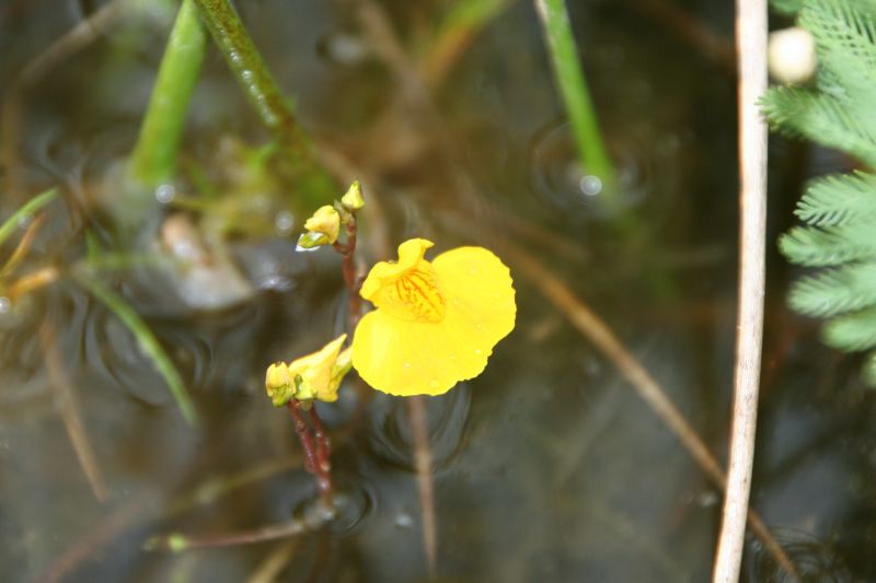 Utricularia australis