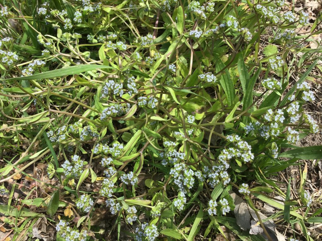 Valerianella carinata