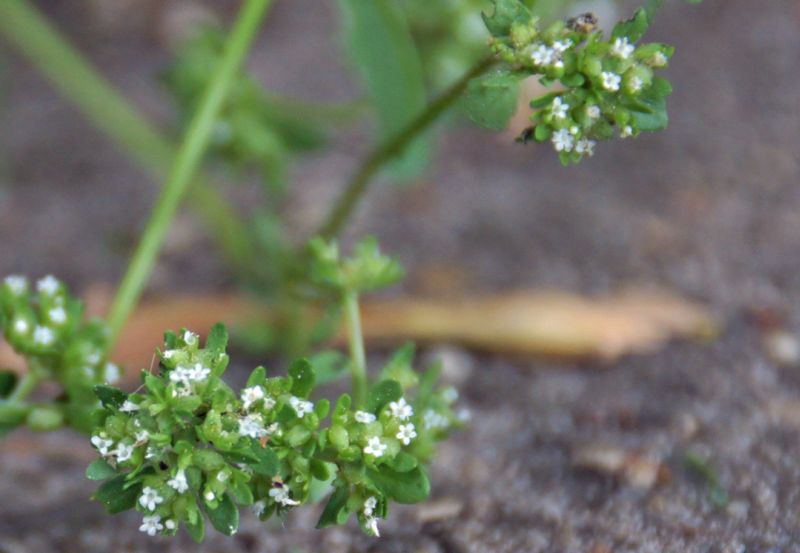 Valerianella locusta