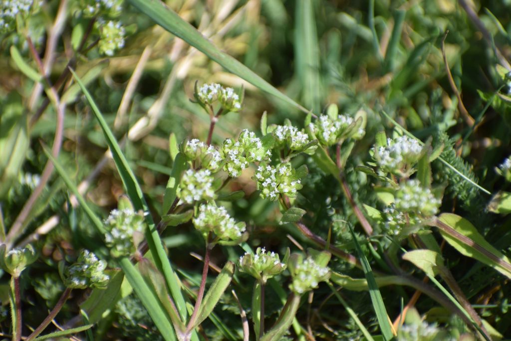 Valerianella locusta