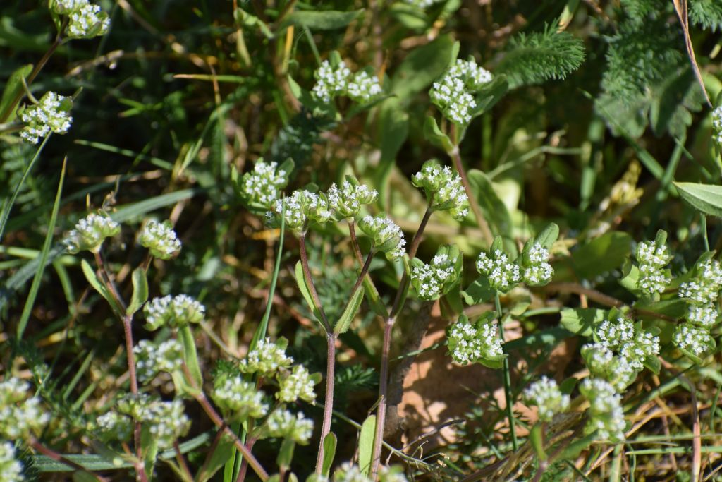 Valerianella locusta