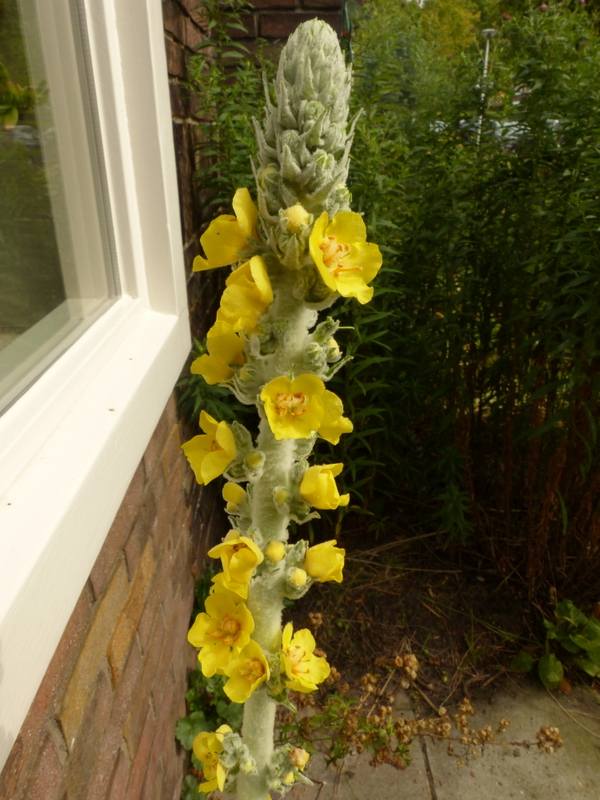 Verbascum pulverulentum