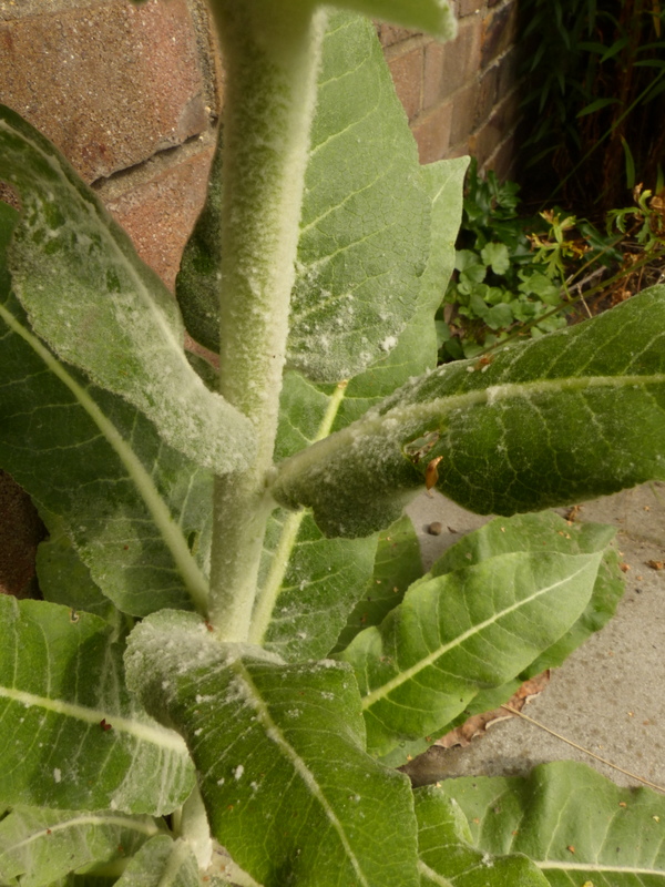 Verbascum pulverulentum