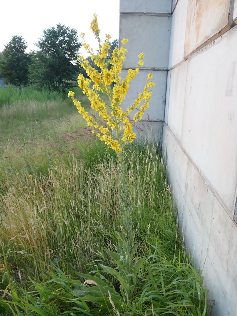 Verbascum speciosum