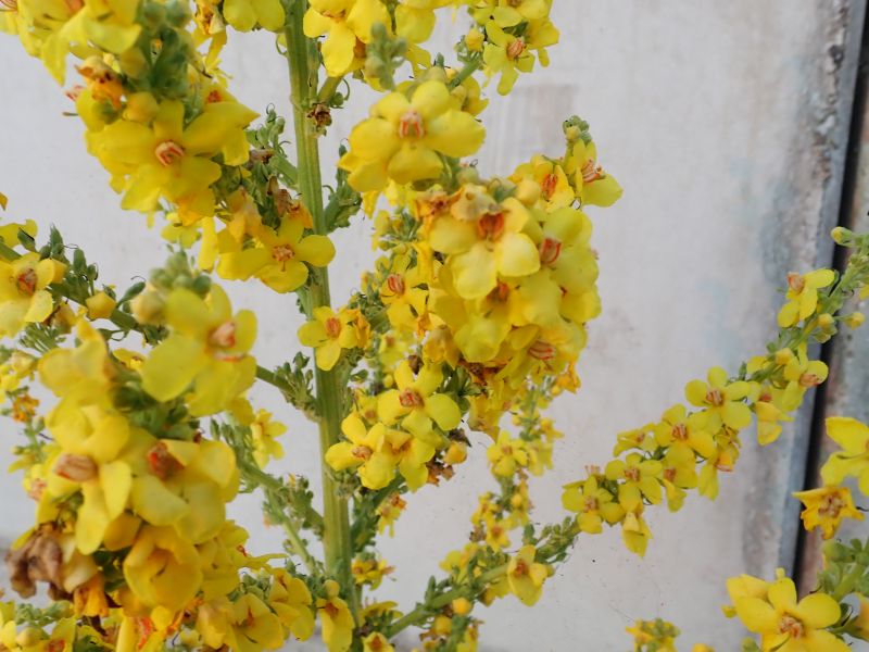 Verbascum speciosum