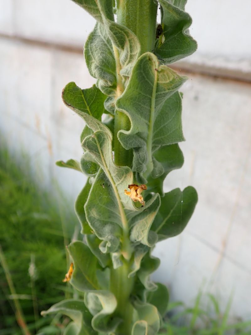 Verbascum speciosum