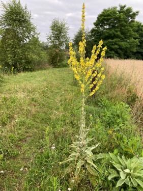 Verbascum speciosum