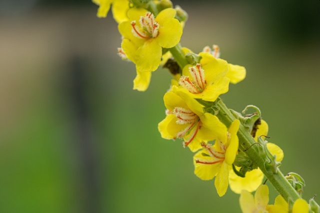 Verbascum speciosum