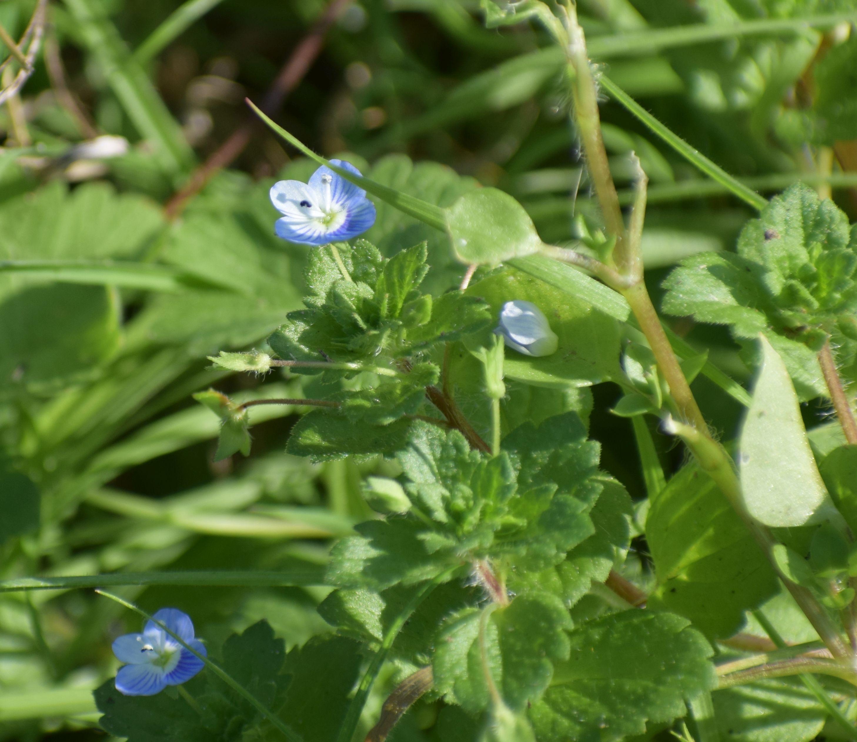 Veronica agrestis