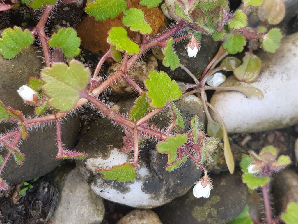 Veronica cymbalaria