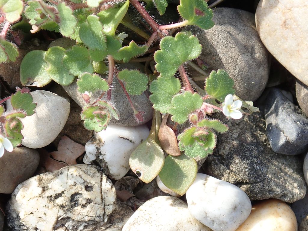 Veronica cymbalaria