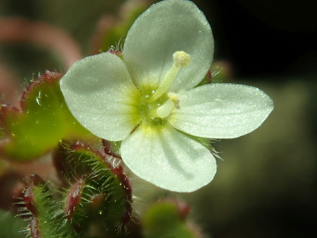 Veronica cymbalaria