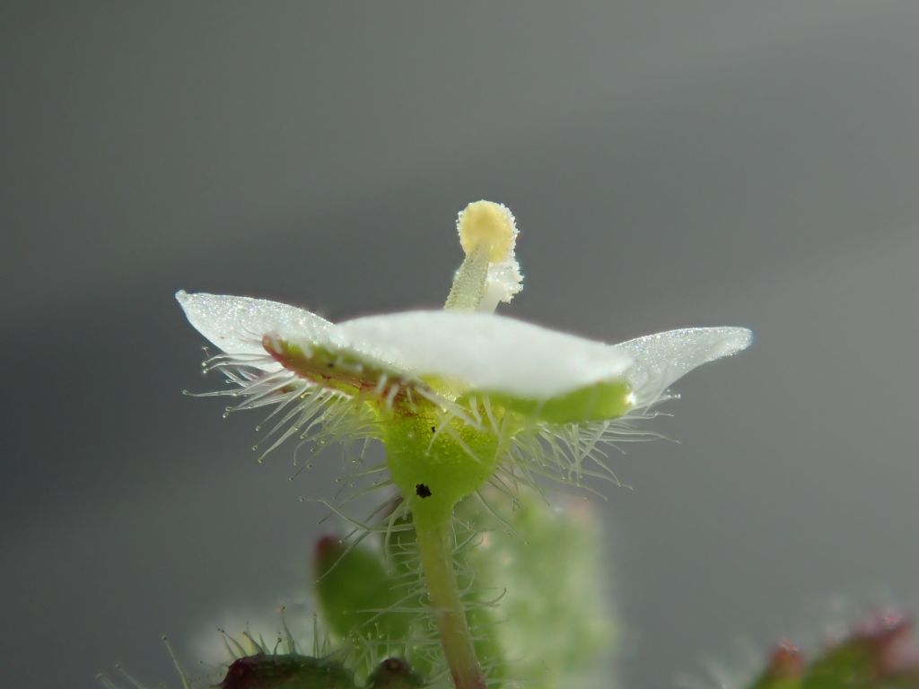 Veronica cymbalaria