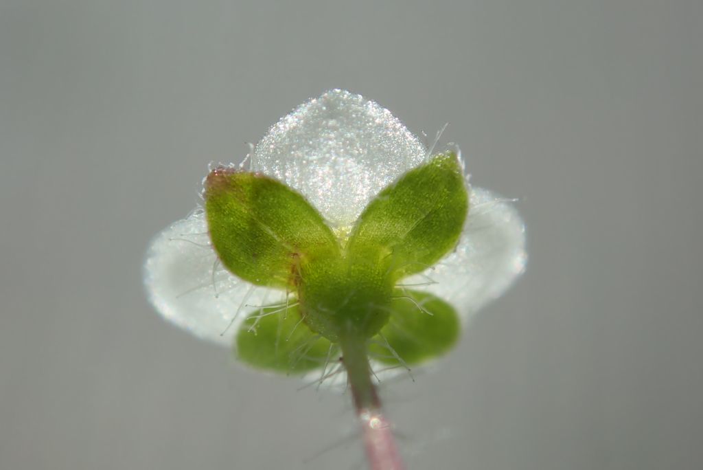 Veronica cymbalaria