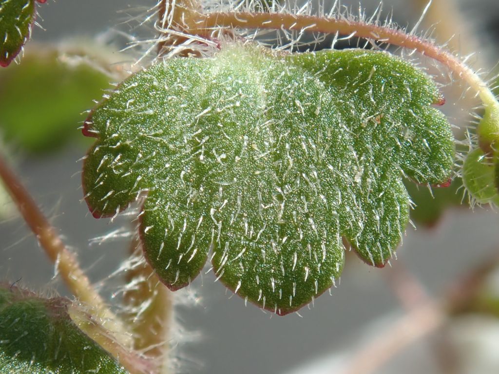 Veronica cymbalaria