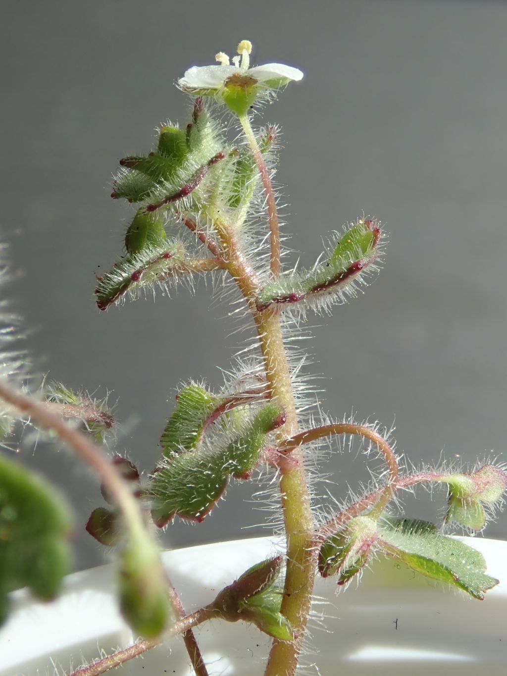 Veronica cymbalaria