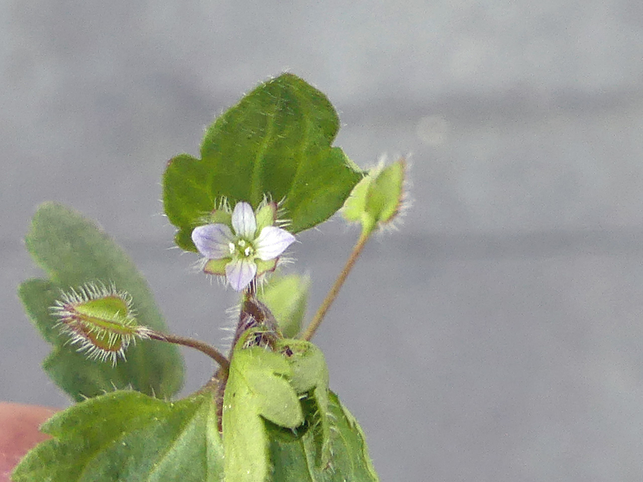 Veronica sublobata