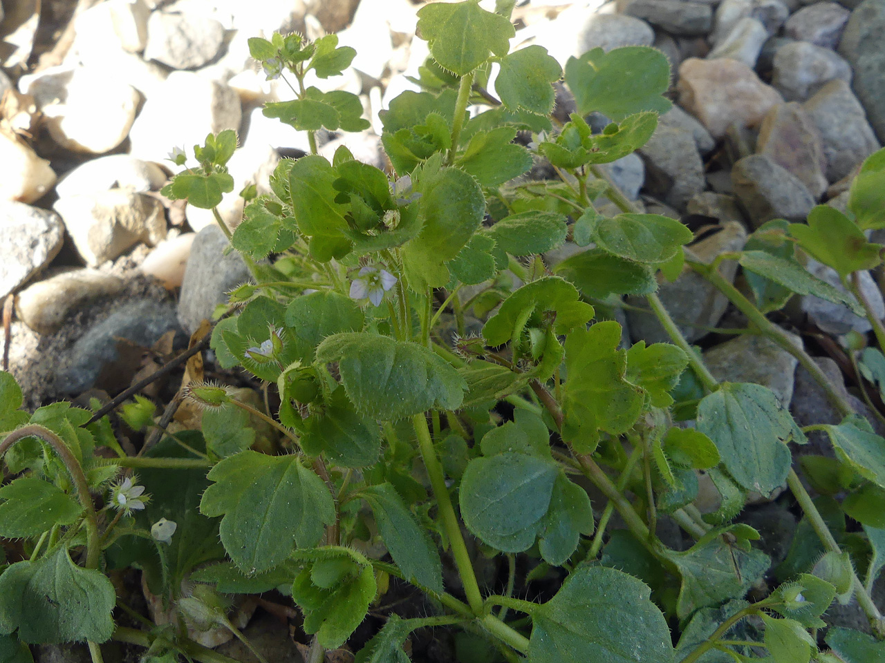 Veronica sublobata