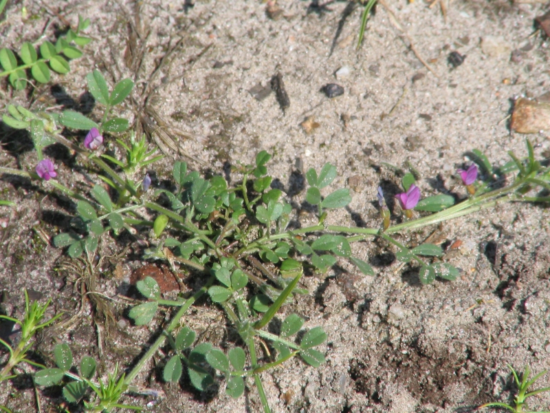 Vicia lathyroides