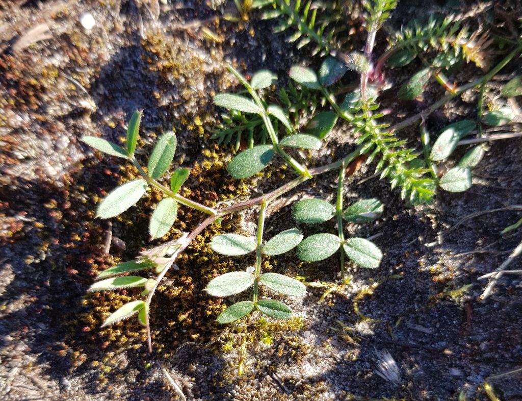 Vicia lathyroides