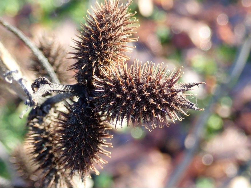 Xanthium orientale s.l.