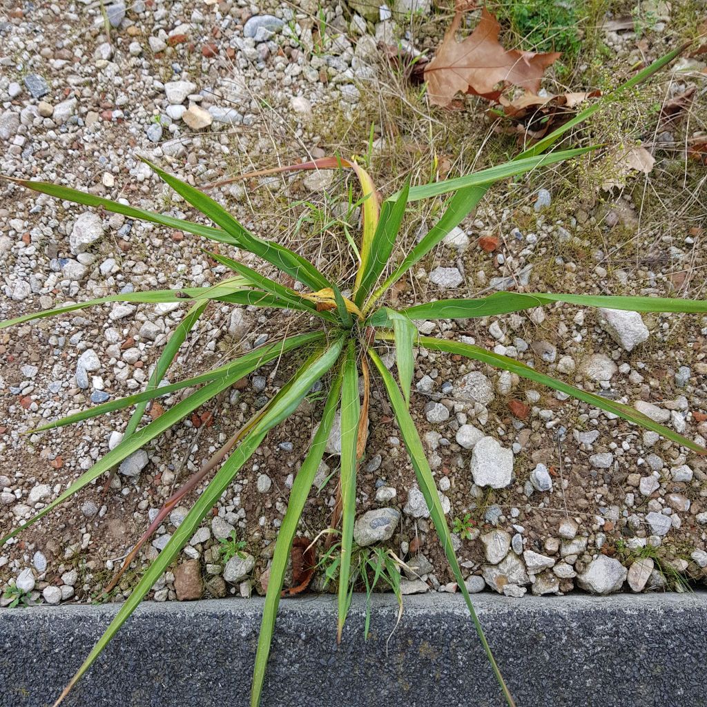 Yucca filamentosa